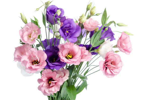 Bunch of violet, white and pink eustoma flowers isolated on whit — Stock Photo, Image