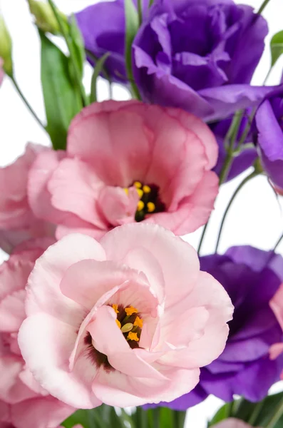 Фиолетовые и розовые цветы эустомы — стоковое фото