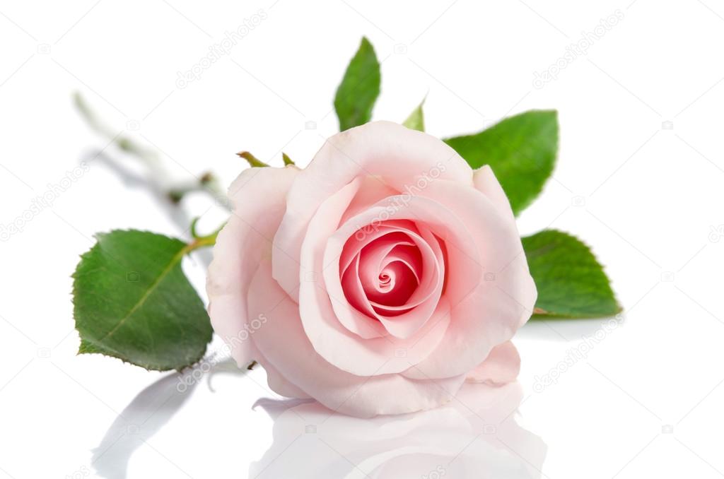 Schöne einzelne rosa Rose liegend auf weißem Hintergrund — Stockfoto