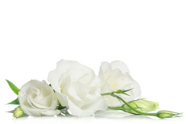 Beyaz arka plan üzerinde izole güzel beyaz eustoma çiçek