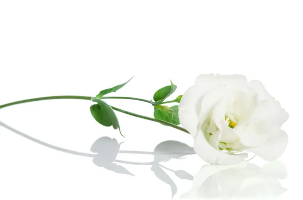 Όμορφο λουλούδι λευκό με φύλλα σε άσπρο φόντο. EUSTOMA — Φωτογραφία Αρχείου