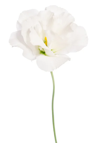 Beleza flor branca isolada em branco. Eustoma — Fotografia de Stock