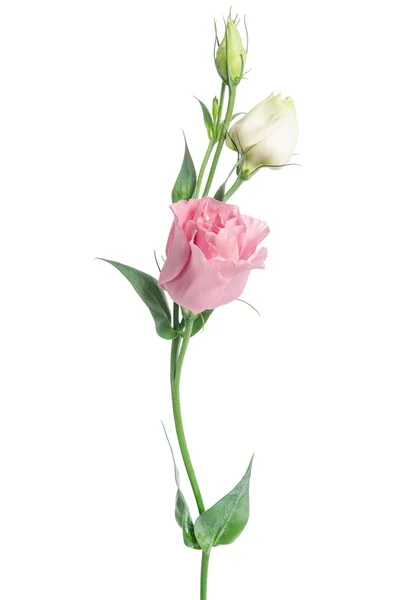 Two pale pink flowers isolated on white. Eustoma — Stock Photo, Image