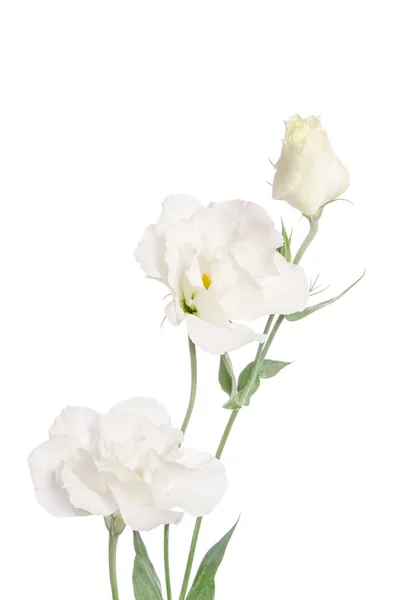 Beleza flores brancas isoladas em branco. Eustoma — Fotografia de Stock