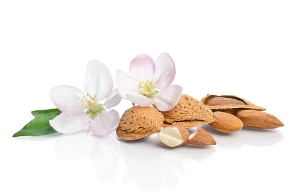 Almendras con hojas y flores se cierran sobre el fondo blanco —  Fotos de Stock