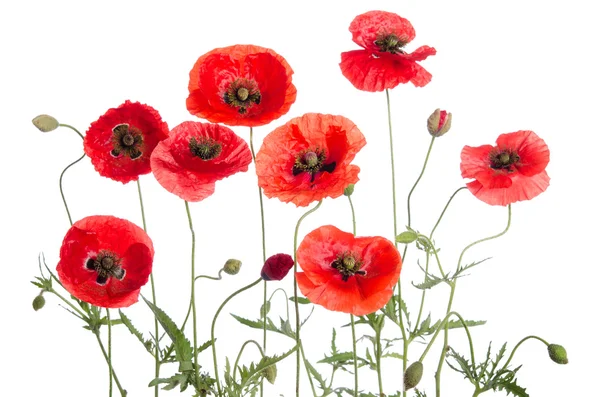 Amapolas rojas aisladas sobre fondo blanco —  Fotos de Stock