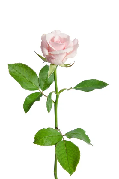 Bella rosa rosa isolata su sfondo bianco — Foto Stock