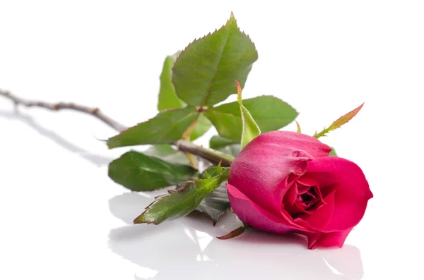 Hermosa rosa roja aislada sobre fondo blanco — Foto de Stock