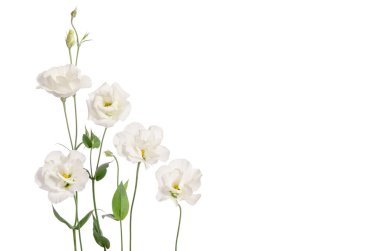 Beyaz arka plan üzerinde izole güzel beyaz eustoma çiçek