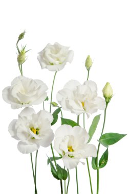 Beyaz arka plan üzerinde izole güzel beyaz eustoma çiçek