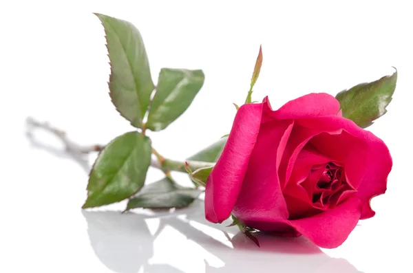 Hermosa rosa roja aislada sobre fondo blanco — Foto de Stock