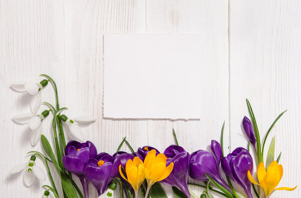 coner from crocus and snowdrops on wooden background with empty 