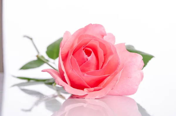 Jedné krásné růžové růže na bílém pozadí — Stock fotografie
