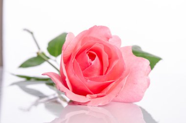 Beyaz bir arka plan üzerinde güzel tek pembe Gül