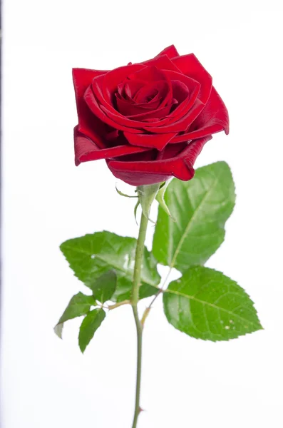 Bela rosa vermelha isolada no fundo branco — Fotografia de Stock