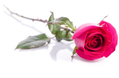 Beyaz arkaplanda izole edilmiş güzel kırmızı gül