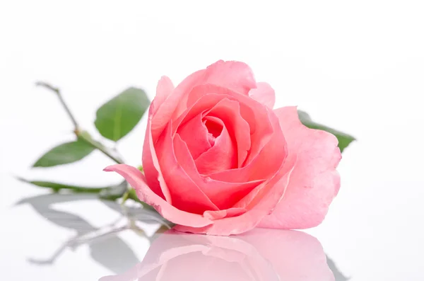 Jedné krásné růžové růže na bílém pozadí — Stock fotografie