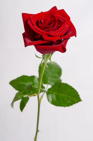 Bella rosa rossa isolata su sfondo bianco — Foto Stock