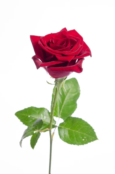 Hermosa rosa roja aislada sobre fondo blanco — Foto de Stock