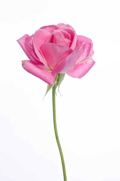 Beautiful single pink rose on a white background — Stock Photo, Image