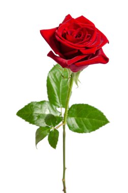 Beyaz arkaplanda izole edilmiş güzel kırmızı gül