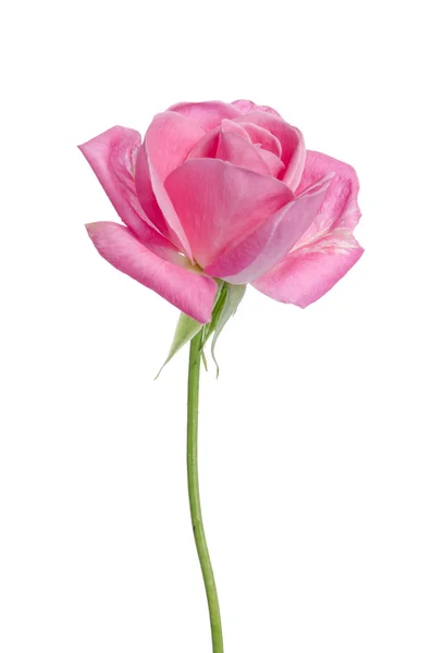 Красива одна рожева троянда на білому тлі — стокове фото