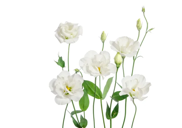 Hermosas flores de eustoma blanco aisladas sobre fondo blanco —  Fotos de Stock