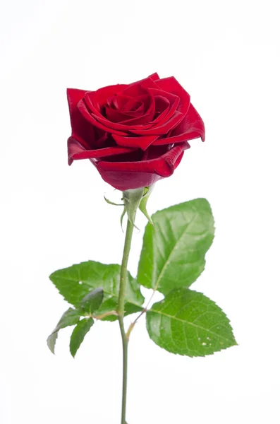 Hermosa rosa roja aislada sobre fondo blanco — Foto de Stock