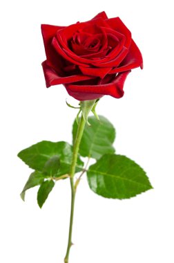 Beyaz arkaplanda izole edilmiş güzel kırmızı gül