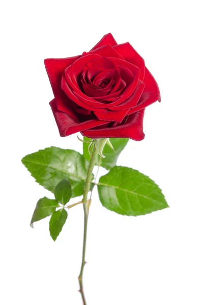 Hermosa rosa roja aislada sobre fondo blanco — Foto de Stock