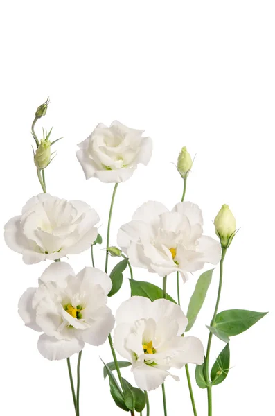 Красиві білі квіти еустоми ізольовані на білому тлі — стокове фото