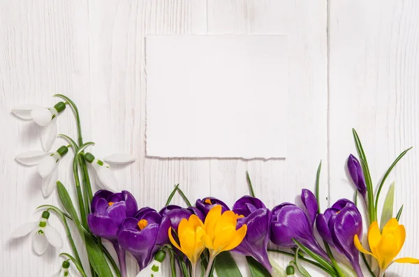 Cône de crocus et gouttes de neige sur fond en bois avec vide — Photo