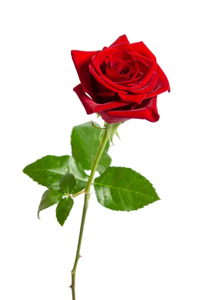 Hermosa rosa roja aislada sobre fondo blanco — Foto de Stock