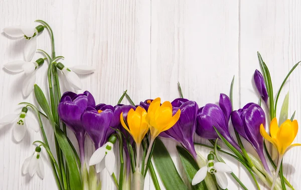 Canto de crocus e snowdrops no fundo de madeira — Fotografia de Stock