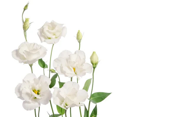 Belles fleurs d'eustomes blanches isolées sur fond blanc — Photo