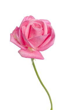 Beyaz bir arka plan üzerinde güzel tek pembe Gül