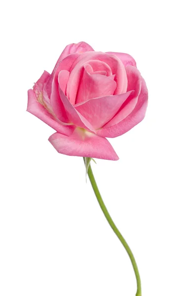 Hermosa rosa rosa sobre un fondo blanco —  Fotos de Stock