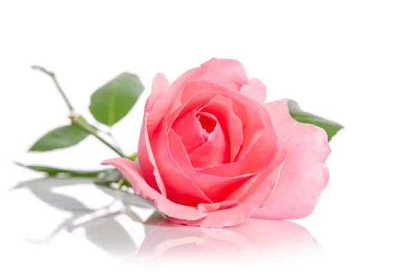 Schöne einzelne rosa Rose liegend auf weißem Hintergrund — Stockfoto