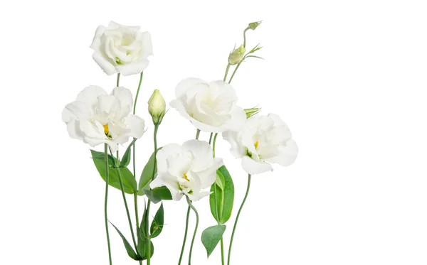 Beyaz arka plan üzerinde izole güzel beyaz eustoma çiçek — Stok fotoğraf