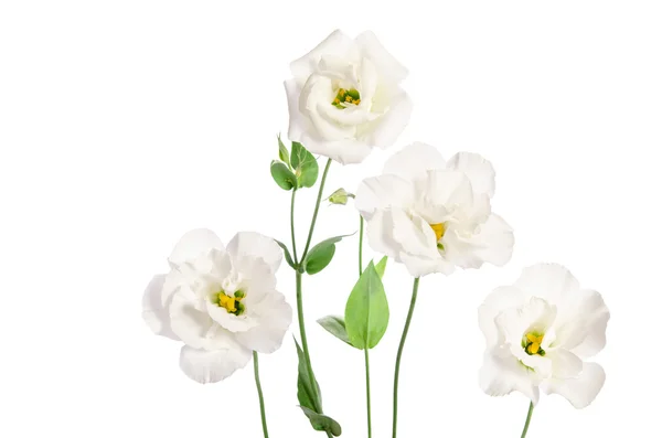 Flores brancas bonitas do eustoma isoladas no fundo branco — Fotografia de Stock