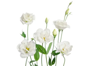 Beyaz arka plan üzerinde izole güzel beyaz eustoma çiçek