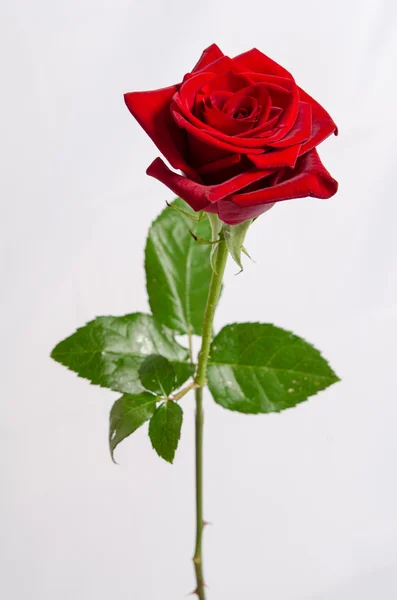 美丽的红玫瑰白上 — 图库照片