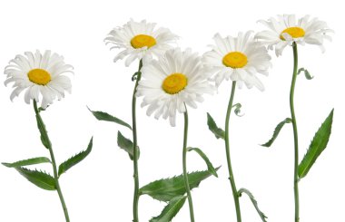 Beyaz arkaplanda papatya çiçeği