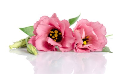 Beyaz arka plan üzerinde izole güzel pembe eustoma çiçek 