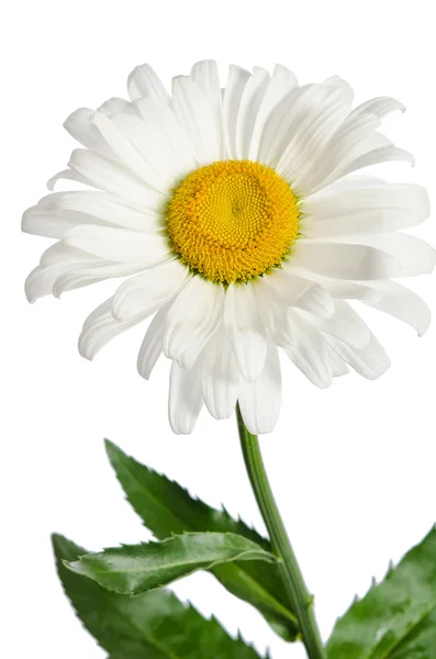 하얀 배경에 있는 카모 마일 꽃 — 스톡 사진