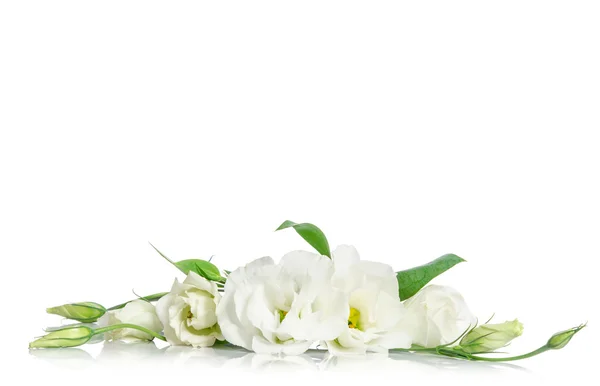Bellissimi fiori di eustoma bianco isolati su sfondo bianco — Foto Stock