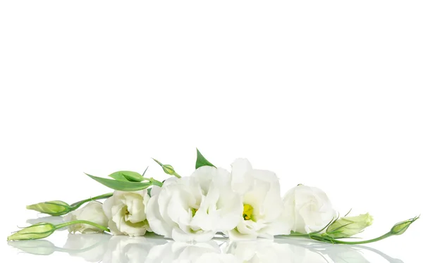 Όμορφο λευκό eustoma λουλούδια που απομονώνονται σε λευκό φόντο — Φωτογραφία Αρχείου