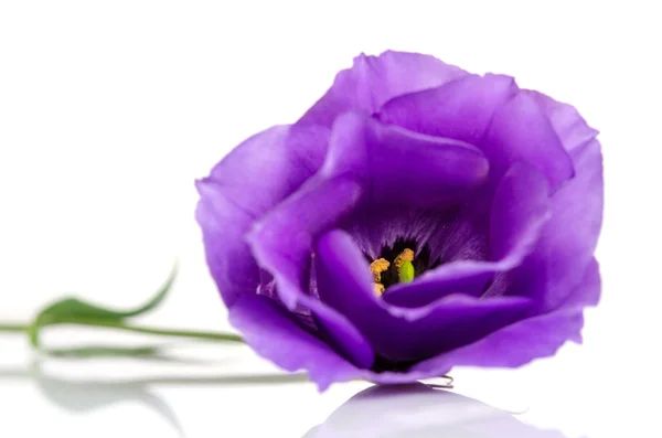 Linda flor eustoma violeta isolado no fundo branco — Fotografia de Stock