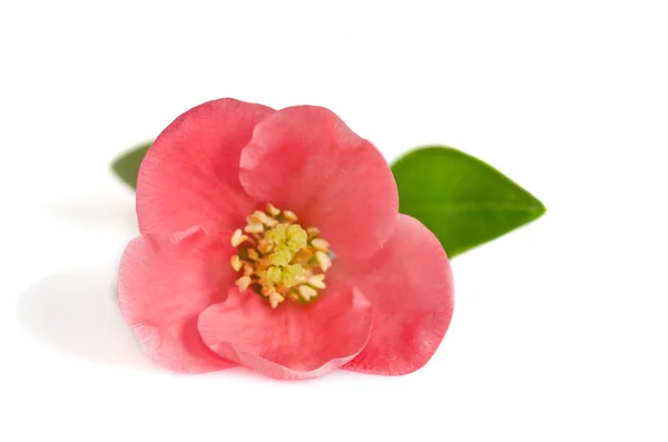Красивый розовый цветок на белом фоне — стоковое фото