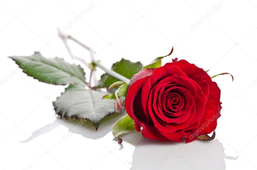 saint rose latin singles Join the largest christian dating site sign up for free and connect with other christian singles looking for love based on faith. saint rose latin singles Join the largest christian dating site sign up for free and connect with other christian singles looking for love based on faith.